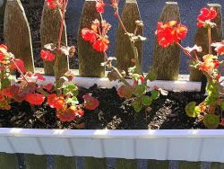 Cape Cod Holiday Rental Flower Box