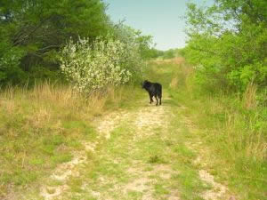 Cape Cod Pet Friendly Rental :: Conservation area walking trails